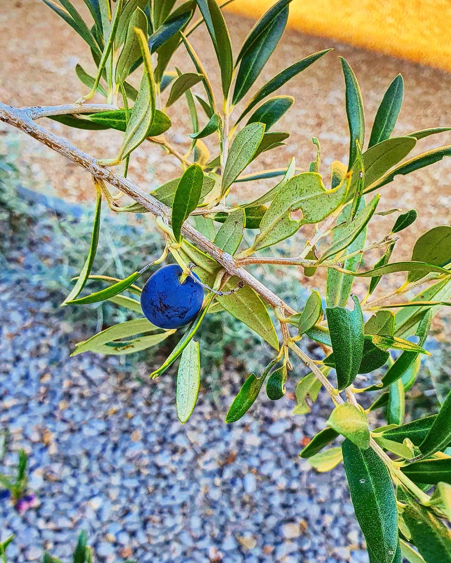 Olive Oil Making Journey