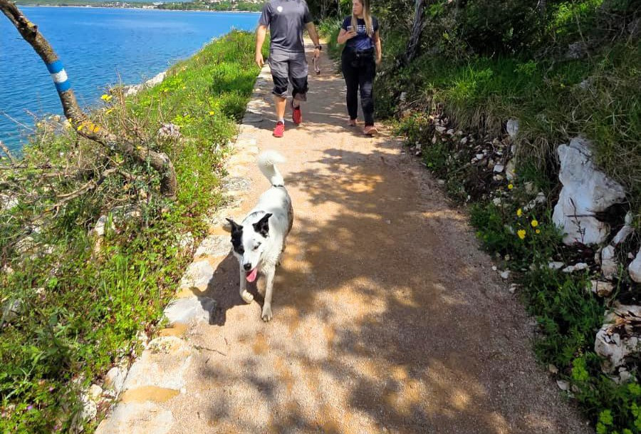 Kako smještaj na Krku učiniti privlačnim za ljubitelje kućnih ljubimaca?